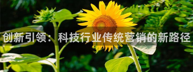 金年会体育是合法的吗